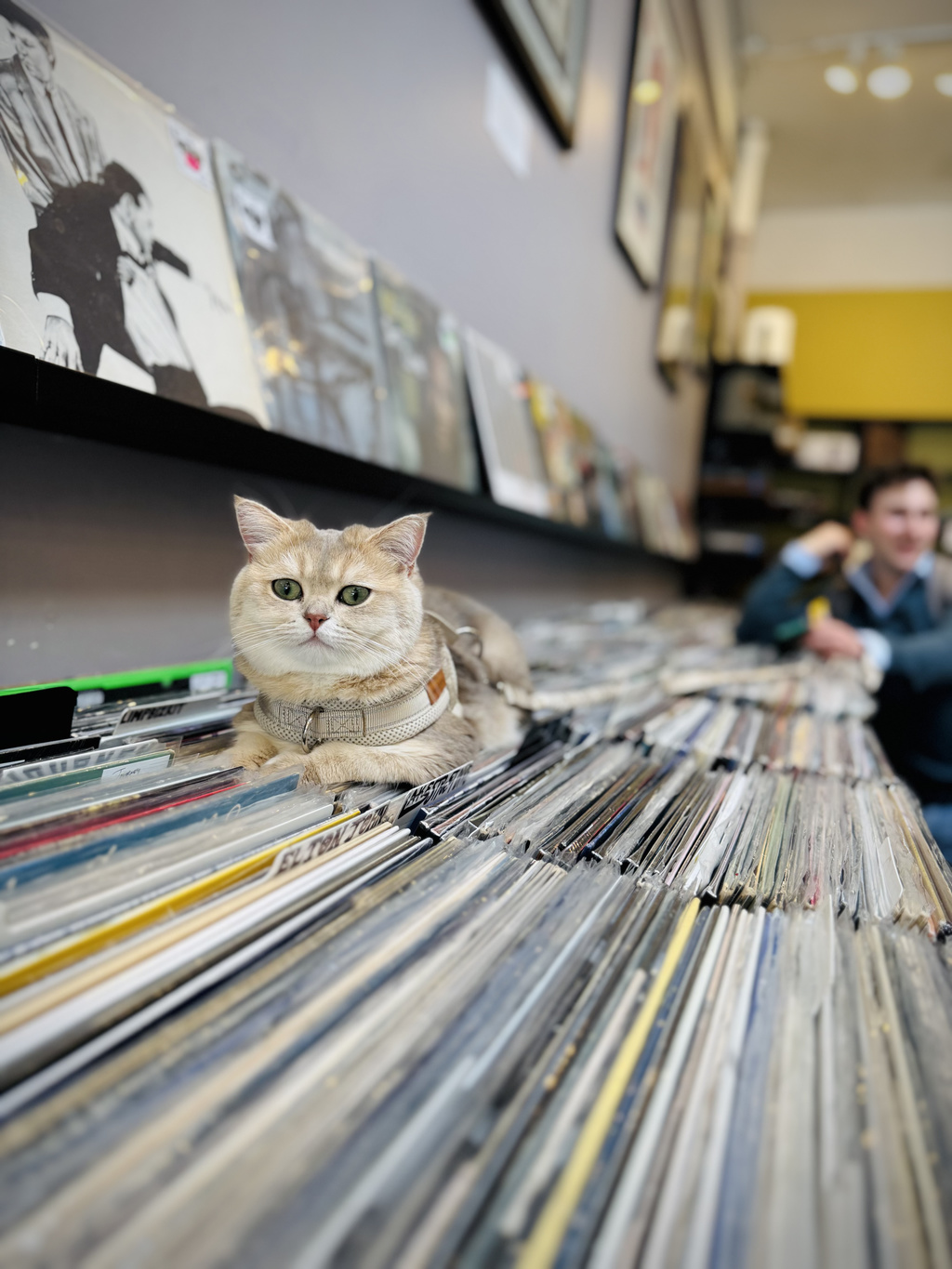 Cat at Village Vinyl & Hi-Fi