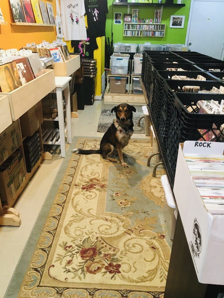 A four-legged visitor at Love Wheel Records.